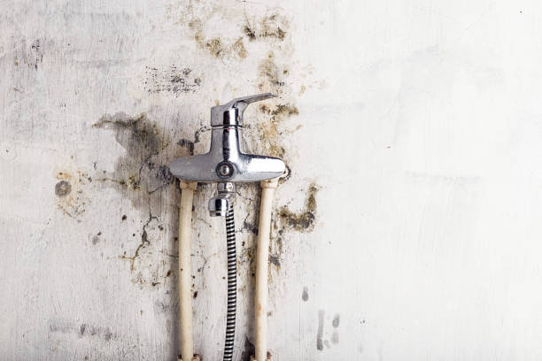 Best Professional Mold Removal  in Oak Grove, MO