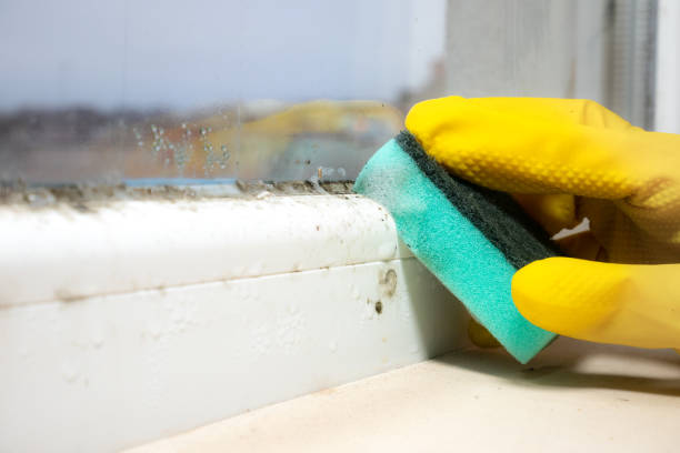 Best Mold Removal Process  in Oak Grove, MO