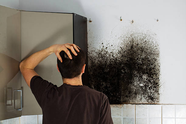 Home Mold Removal in Oak Grove, MO